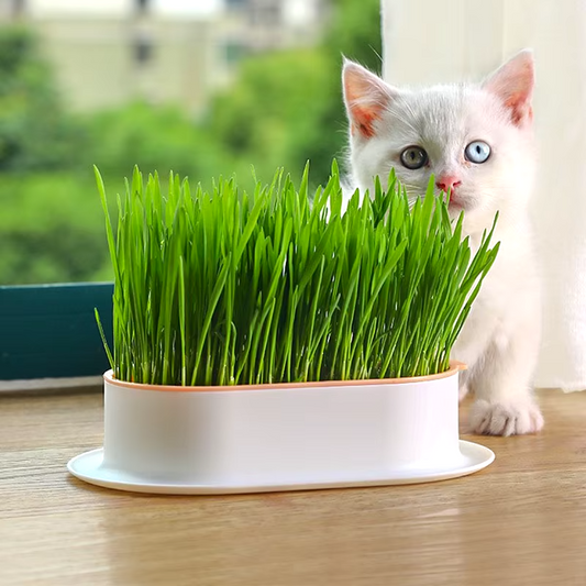 Simple cat grass pot